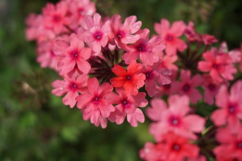 flower plant nature