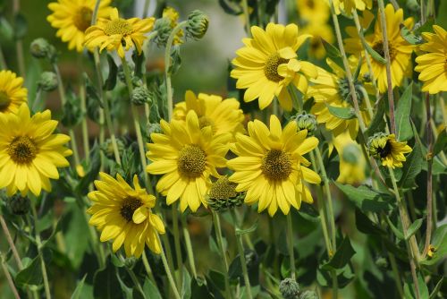 flower plant nature