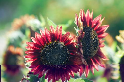 flower plant nature