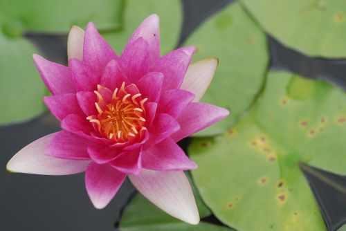 flower lotus puddle