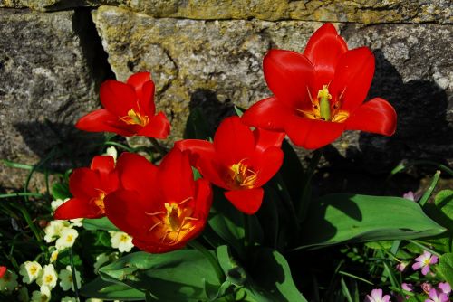 flower nature plant