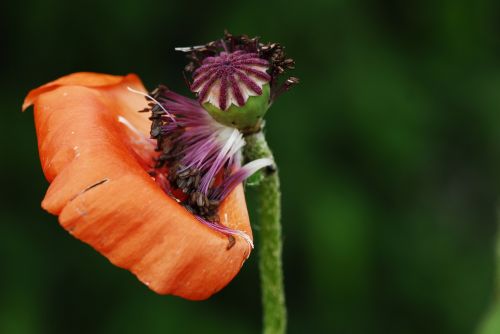 flower nature plant