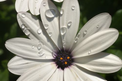 flower water drops dew