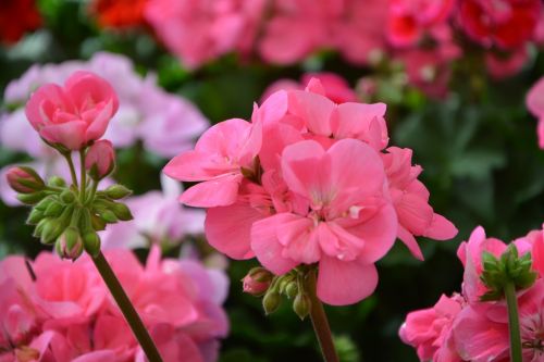 flower flower buds color pink
