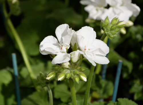 flower geranium white nature