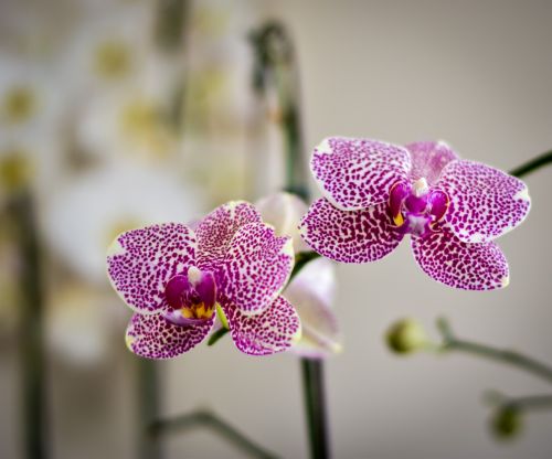 flower flora phalaenopsis