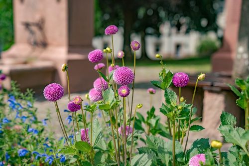 flower plant garden