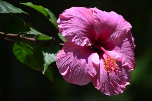 flower plant nature