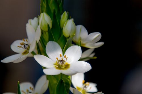 flower nature plant