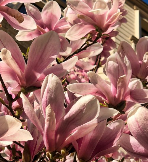 flower magnolia plant