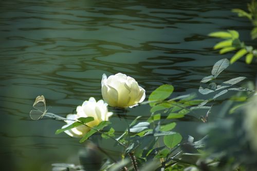 flower nature plant