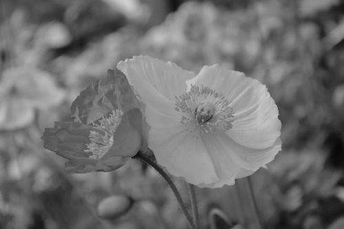 flower black and white photo flower poppy