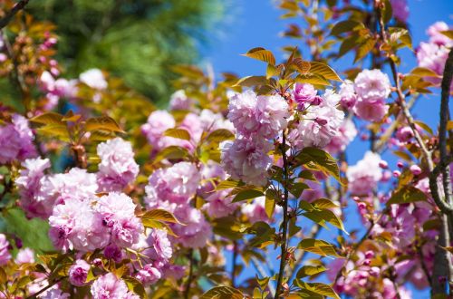 flower nature plant