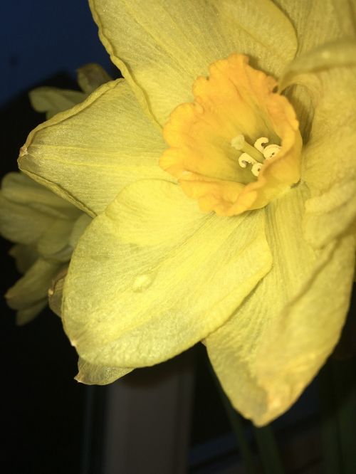 flower daffodil nature