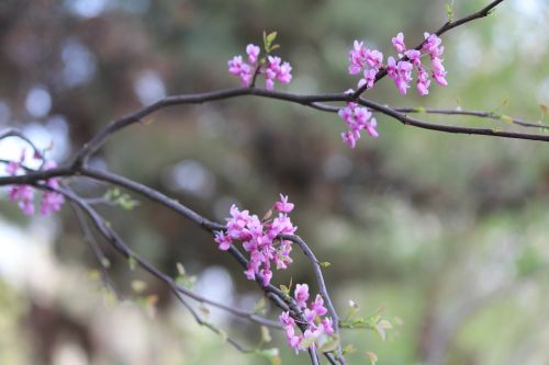 flower nature plant