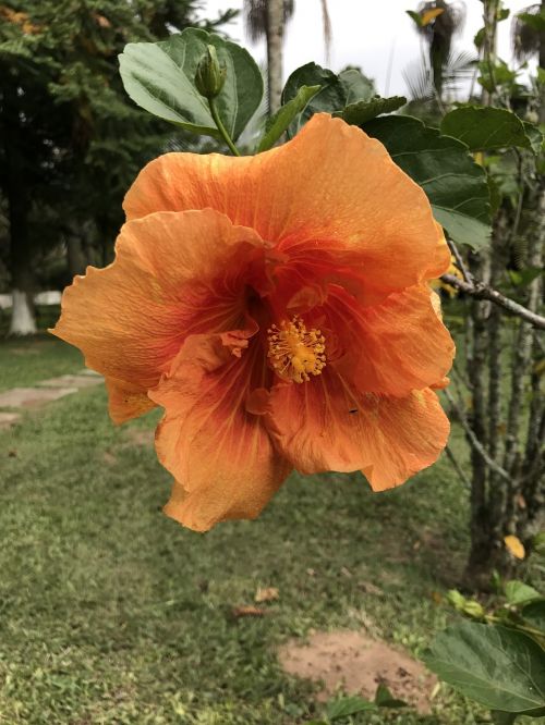 flower plant nature