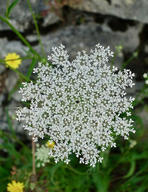 flower flora white