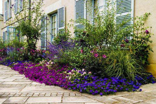 flower plant garden