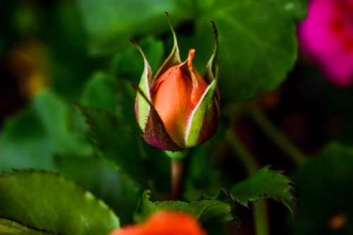 flower nature leaf