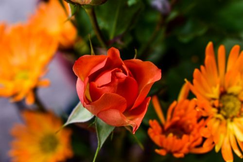 flower plant nature