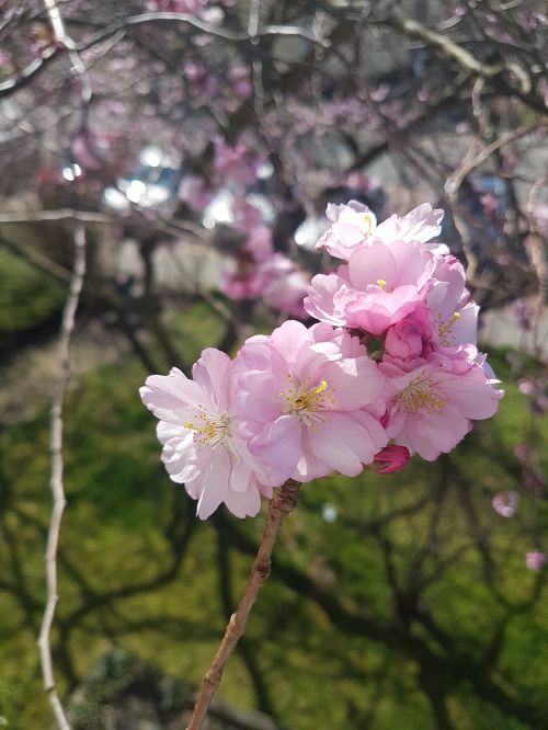 flower plant nature