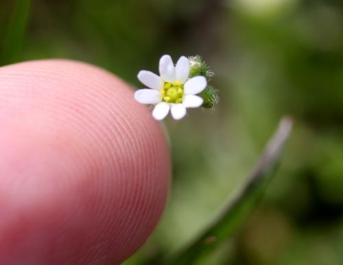 flower white small