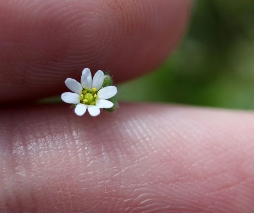 flower white small