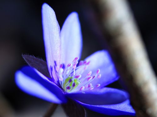 flower spring liverwort