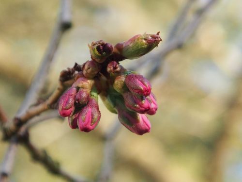 flower tree bud