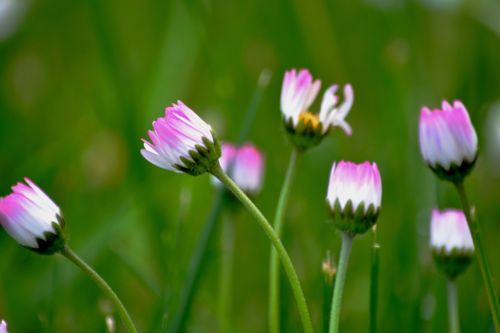 flower flowers spring flowers