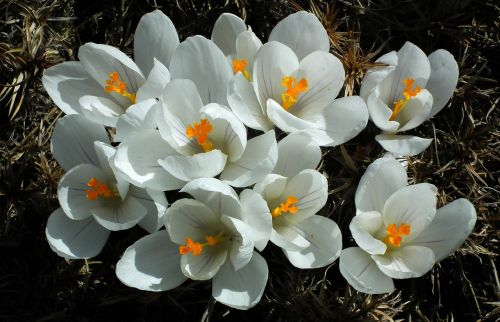 flower crocus white