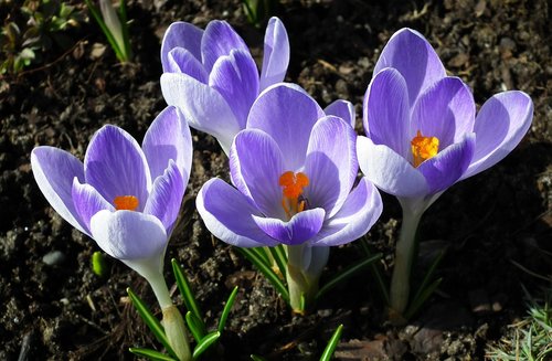 flower  crocus  nature