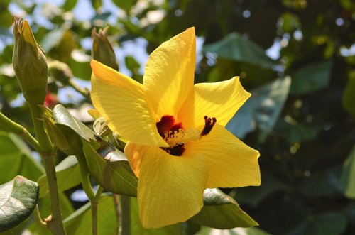 flower  plant  nature