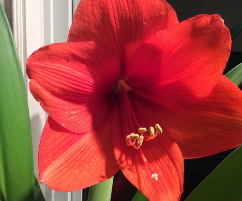 flower  amaryllis  flora