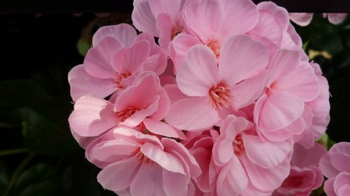 flower  flower ball  pink