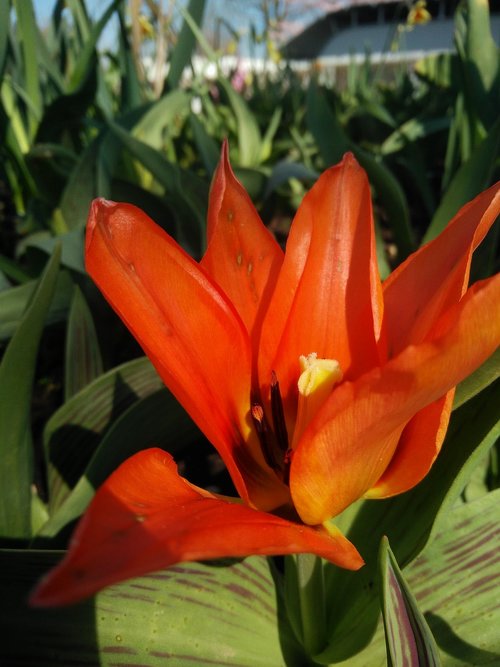 flower  plant  garden