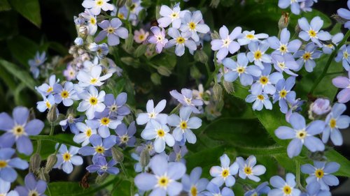 flower  forget me not  flowers