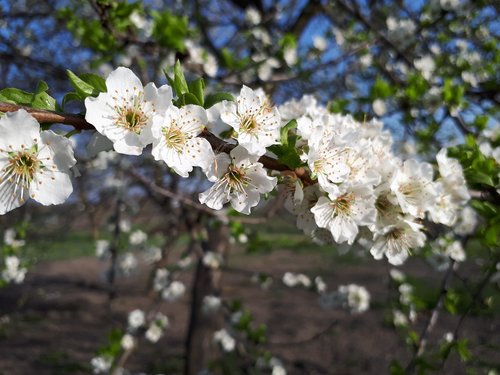 flower  plant  tree