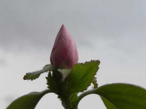 flower  nature  leaf