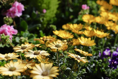 flower  plant  nature