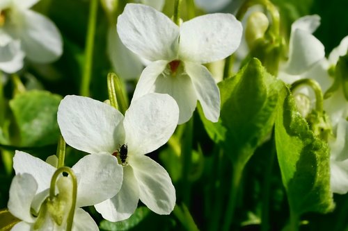 flower  white violets  beetle