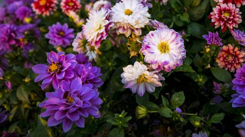 flower  plant  garden