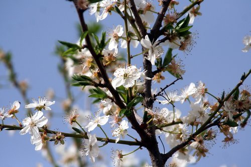 flower  tree  shrub