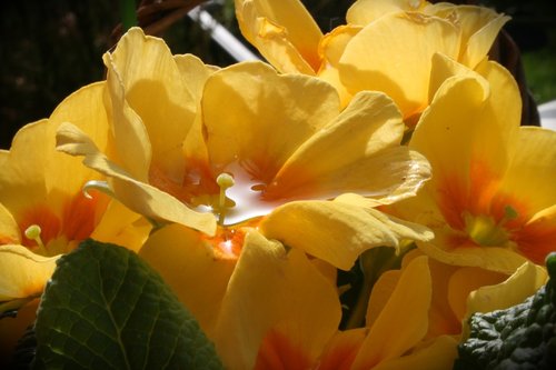 flower  nature  leaf