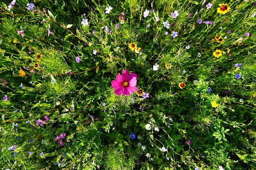 flower  plant  nature