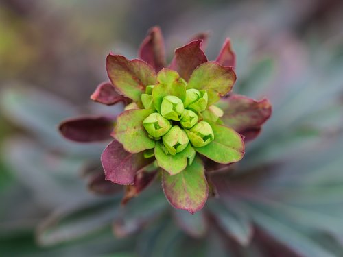 flower  plant  garden