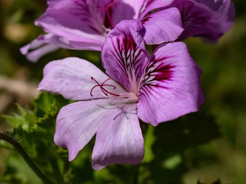 flower  flora  nature