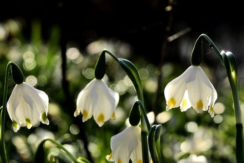 flower  nature  plant