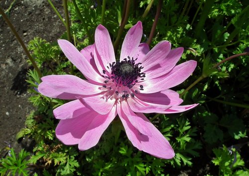 flower  pink  plant