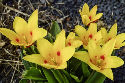 flower  nature  plant